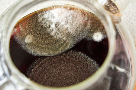 Three different types of mold in a glass teapot.