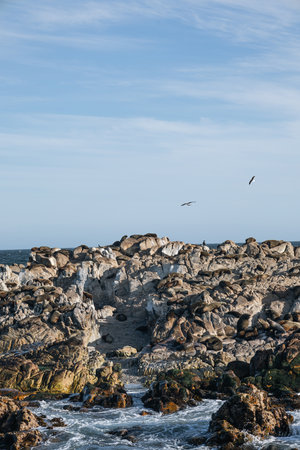 Fur seals sleeps on the rocks of the Atlantic Ocean coast, South Africa.の写真素材
