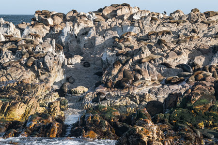 Many fur seals on rocky shore. Animals in wild nature.
