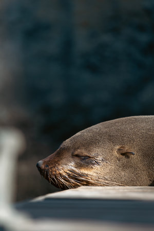 Portrait of cute sleeping African fur seal.の写真素材