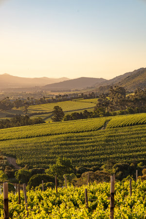 Vineyard landscape at sunset. Stellenbosch, South Africa. vine grapes rows. Wine farm.の写真素材