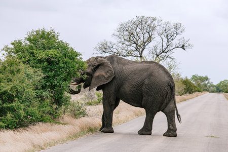 Elephant feeding from a bush by the side of a dirt road in a national park. Wildlife safari and nature conservation concept.の写真素材