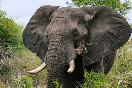 African elephant close up in natural habitat. Wild mammal eating branch in bush. Safari wildlife animal for conservation concept.の写真素材