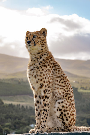 Cheetah sitting majestically in natural habitat with mountains in background. Wildlife and animal conservationの写真素材