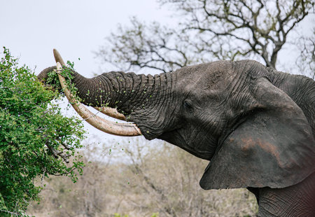 Elephant using its trunk to eat leaves from a green tree. Wild animal feeding in nature reserve....