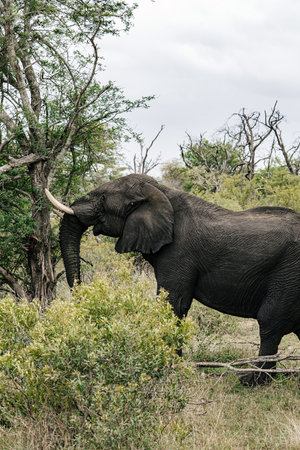 Elephant feeding on tree leaves in savanna landscape. Wild animal in natural habitat. Safari wildlife experience.の写真素材