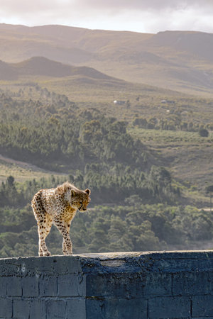 Cheetah standing on a concrete ledge with a vast green landscape in the background. Wildlife and...