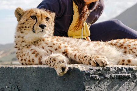 Woman sitting next to a cheetah, an animal known for its speed and wild nature, symbolizing...