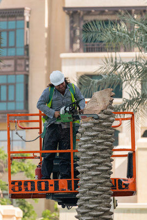 Man trimming palm tree using chainsaw from aerial work platform. Safety at work and professional...