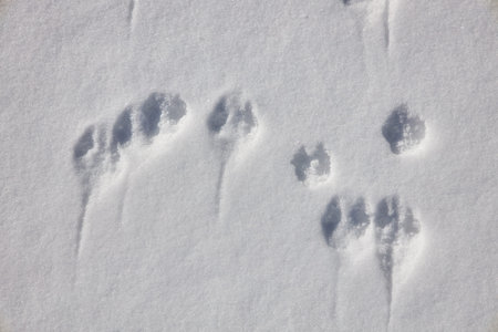 Mouse track on fresh white snow with sunlight. Wildlife animal footprint patterns on cold winter...