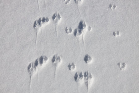 Mouse tracks in fresh snow. Small mammal footprints on white winter surface. Animal habitat...