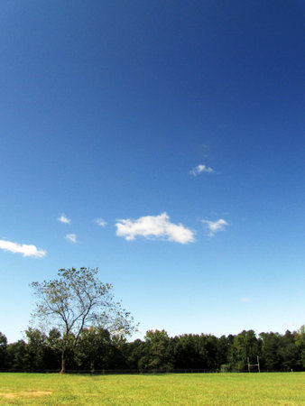 Grassland