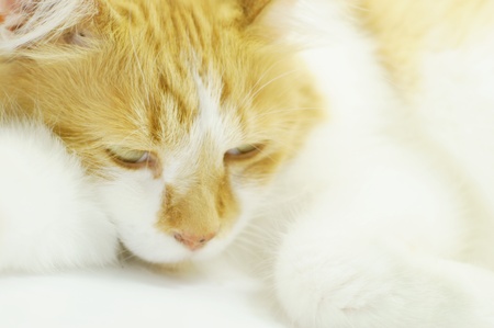 Sleeping catの写真素材