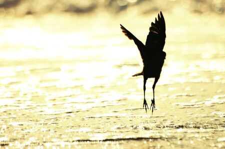 Myrtle Beach with Sea Birdの写真素材