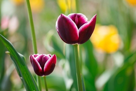 Purple tulips on meadow for environment or seasonal concept designの写真素材