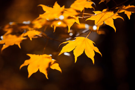 Autumnal maple leaves