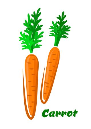 Fresh colorful orange cartoon carrots vegetables with their green leaves and text Carrotのイラスト素材