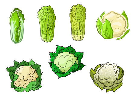 Sappy green cauliflower and chinese cabbage vegetables vectorのイラスト素材