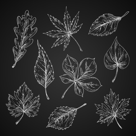 Leaves chalk sketches of maple and oak, birch and chestnut, elm and beech foliage on chalkboard. Nature, ecology or seasonal theme designのイラスト素材