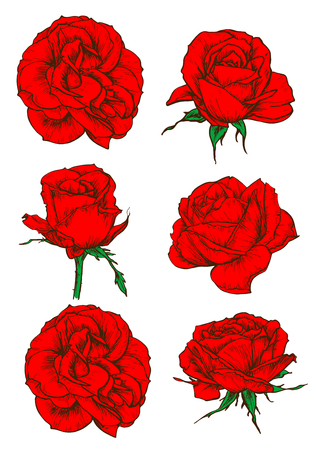 Red rose icons with blooming flowers and buds of garden tea rose isolated on white. Floral decor for invitation, greeting cards and tattoo designのイラスト素材