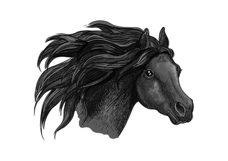 Black horse sketch portrait. Isolated head of running mustang head on white backgroundのイラスト素材