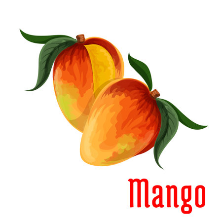 Sweet fragrant mango fruit icon of orange and red tropical fruits with green leaves. Food and juice packaging, fruit dessert, agriculture themes designのイラスト素材