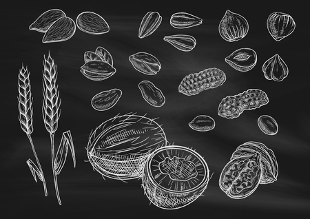 Nuts, grain chalk sketch on blackboard. Isolated vector icons of coconut, almond, pistachio, sunflower seeds, peanut, hazelnut, walnut, coffee beans wheat earsのイラスト素材