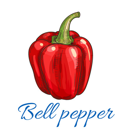 Sketched red bell pepper vegetable. Fresh sweet paprika for organic farming, grocery store and vegetarian food designのイラスト素材
