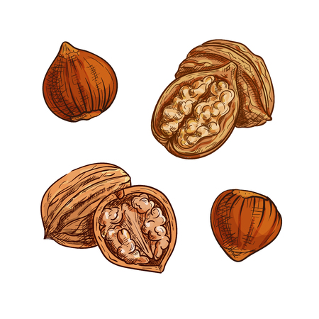 Hazelnut and walnut sketch. Healthful natural nuts for vegetarian snack symbol, confectionery dessert recipe, healthy food designのイラスト素材