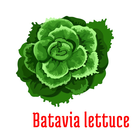 Batavia Lettuce plant icon. Isolated leafy vegetable green element. Vegetarian leaf salad product sign for sticker, grocery shop, farm storeのイラスト素材