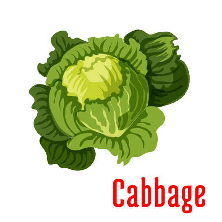 Cabbage vegetable icon. Vector isolated green leafy cabbage. Fresh farm food product element for sticker, grocery shop, store elementのイラスト素材
