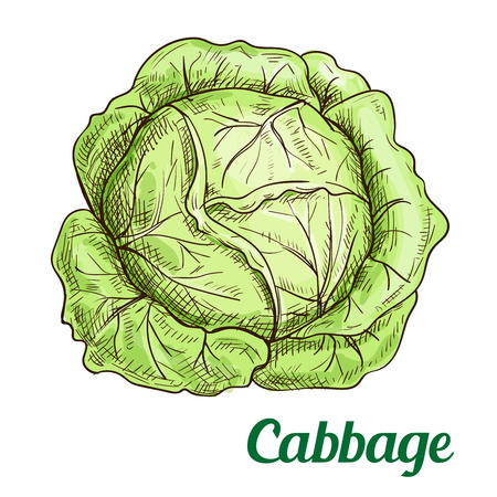 Fresh green cabbage vegetable isolated sketch. Juicy garden cabbage for farm market, food packaging, vegetarian salad recipe designのイラスト素材