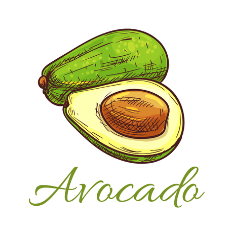 Avocado fruit sketch. Ripe green avocado cut in half isolated icon. Vegetarian salad recipe, healthy food themes designのイラスト素材