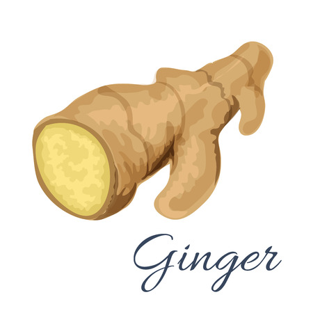 Ginger root isolated icon. Vector ginger spice ingredient for cooking and baking. Emblem design for grocery, spices store and culinaryのイラスト素材