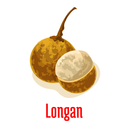 Longan. Vector isolated icon of whole and peeled, half cut longan exotic tropical fruit with juicy pulp. Fruit emblem for fruit shop, juice drink product label, menu cardのイラスト素材