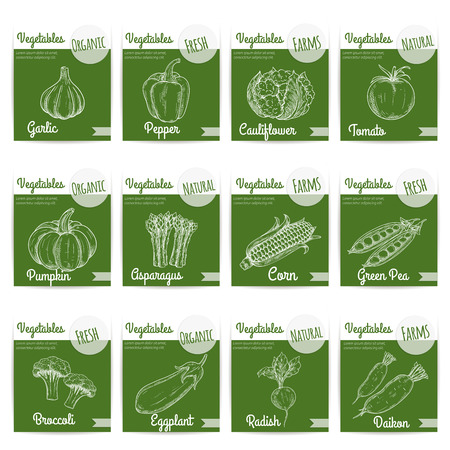 Vegetables. Fresh organic natural farm vegetable products. Chalk sketch icons on blackboard background for vegetarian restaurant menu, shop label stickers. Garlic, pepper, cauliflower, tomato, pumpkin, asparagus, corn, broccoli, daikon radishのイラスト素材