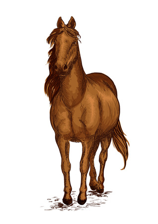Strong brown arabian horse mustang. Sport race stallion proudly pace walking on ground with wavy mane. Vector color sketch portraitのイラスト素材