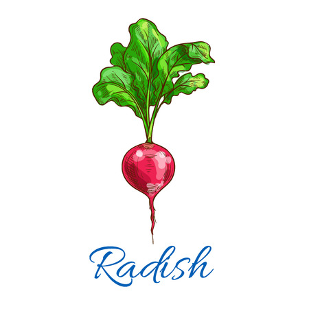 Radish vegetable icon. Isolated vector sketch of radish tuber with leaves. Vegan vegetableのイラスト素材