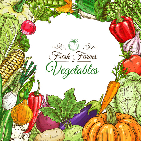 Vegetables poster or vegetarian menu design template. Fresh farm tomato and pepper, carrot, onion and garlic, pumpkin and potato, eggplant, corn, beet, zucchini, pea, cabbage, lettuce vegetable sketchesのイラスト素材