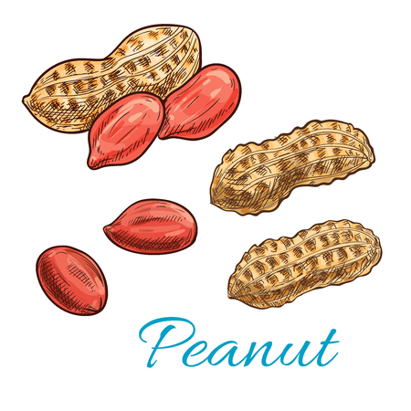 Peanut sketch of shelled nut kernel and fresh groundnut in shell. Snack food packaging, vegetarian nutrition, farm market designのイラスト素材