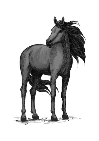 Black horse vector sketch. Wild mustang stallion standing with turned head. Farm or ranch equine animal symbol for equestrian racing sport, horse riding races club, bets or exhibitionのイラスト素材