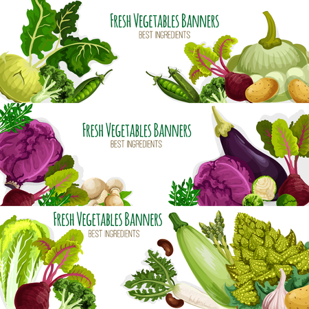 Vegetables banners set of organic fresh veggies. Vector kohlrabi, broccoli and green pea or bean, beet, potato and squash zucchini or patisony, eggplant and chinese or red cabbage, champignons, arugula and romanesco broccoli. Farm food harvestのイラスト素材