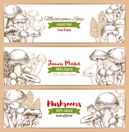 Mushrooms banners of sketched edible mushrooms.のイラスト素材