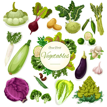 Green vegetable and bean cartoon poster. Fresh broccoli, cabbage, beet and potato, mushroom and garlic, radish, pea, zucchini, asparagus and kohlrabi, squash and salad leaves. Healthy food designのイラスト素材