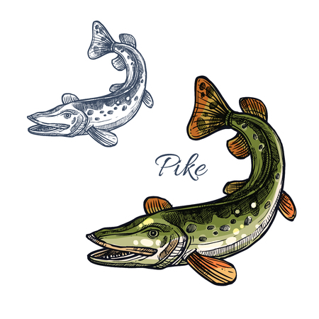 Pike sketch vector fish icon. Fresh water lake fish species of blue walleye or characin. Isolated symbol for seafood restaurant sign or emblem, fishing nature club or fishery industryのイラスト素材
