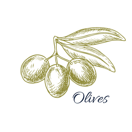 Olives Sketch Of Olive Tree Branch With Green Olive Fruit