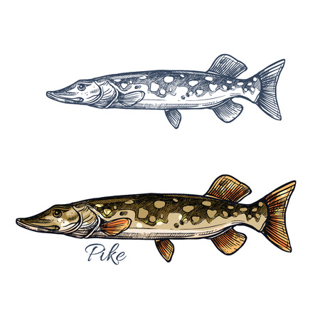 Pike fish isolated sketch. Northern pickerel, freshwater predator with long head and light spots on flanks. Fishing sport, fish market, food theme designのイラスト素材
