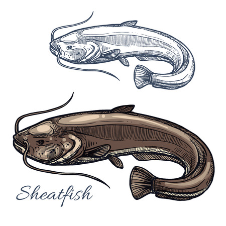 Sheatfish sketch.のイラスト素材