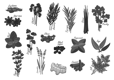 Spices and herbs vector isolated iconsのイラスト素材