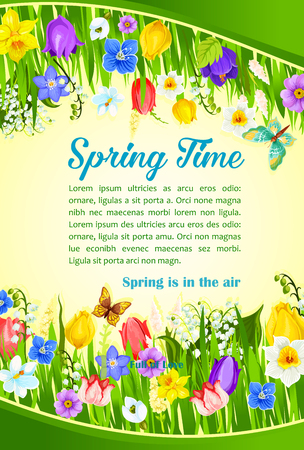 Spring Time greetings and blooming flowers field design. Vector blooming crocuses, spring tulip blossoms, butterfly on narcissus and daffodil petal blossoms for poster with springtime holiday quotesのイラスト素材